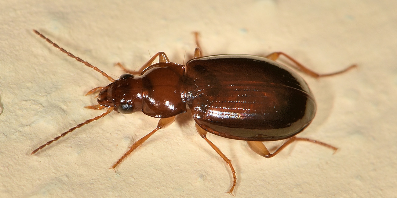 Carabidae: Ocys harpaloides? S, femmina